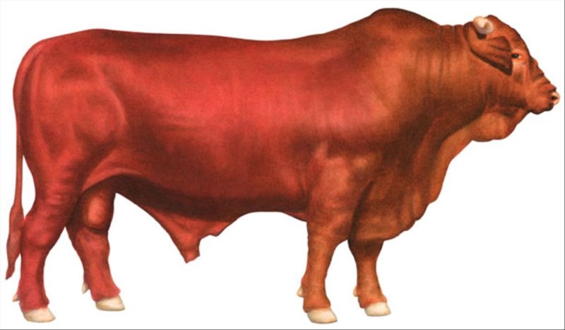 3年属牛50岁2022运势 73年属牛人2022年运势"