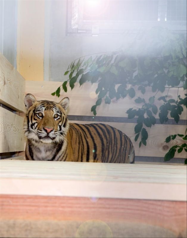 属虎10月出生的明星有哪些 属虎的明星和名人有哪些