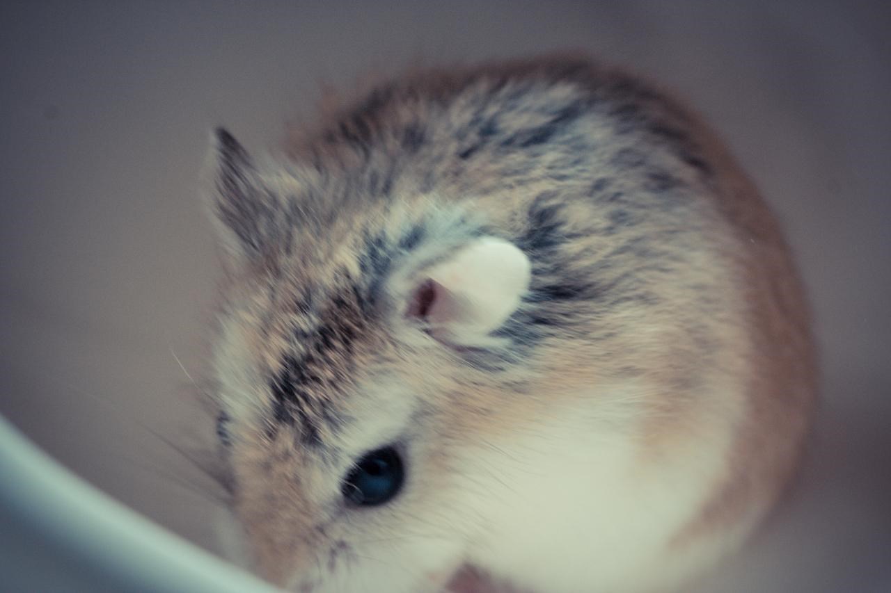 6年属鼠25岁有一灾 1996年属鼠一生运势"