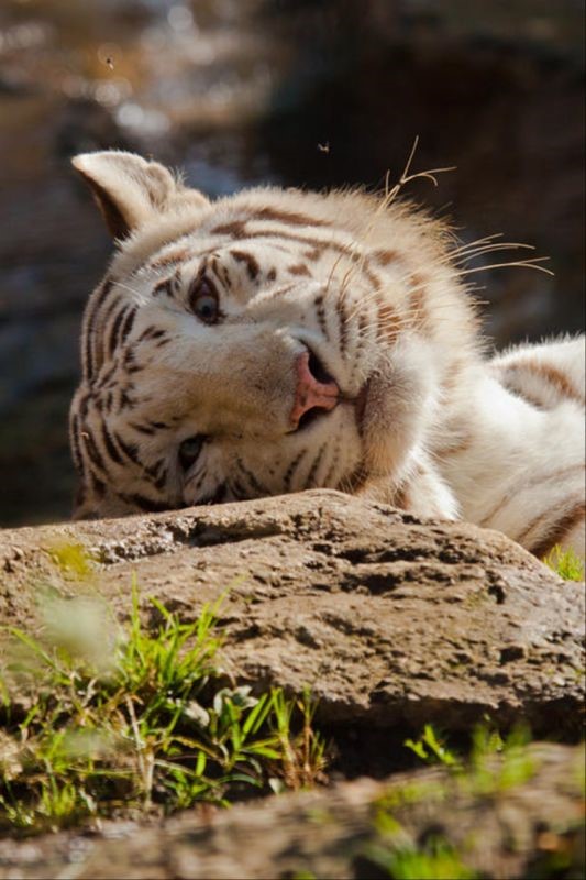 属虎的月份出生运程 属虎的富豪出生月份