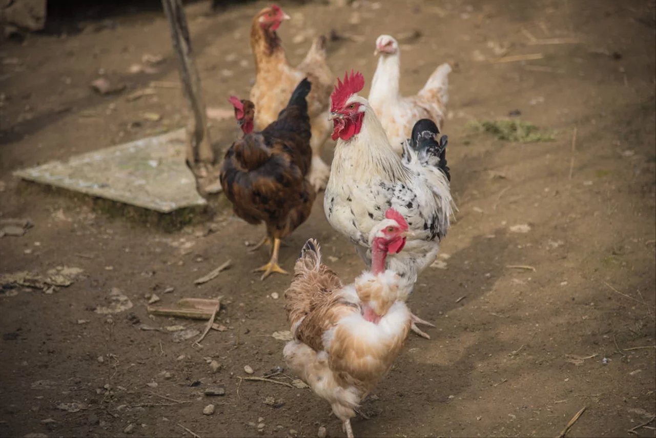 1年鸡2022年运势如何 81年属鸡2022年运势及运程"