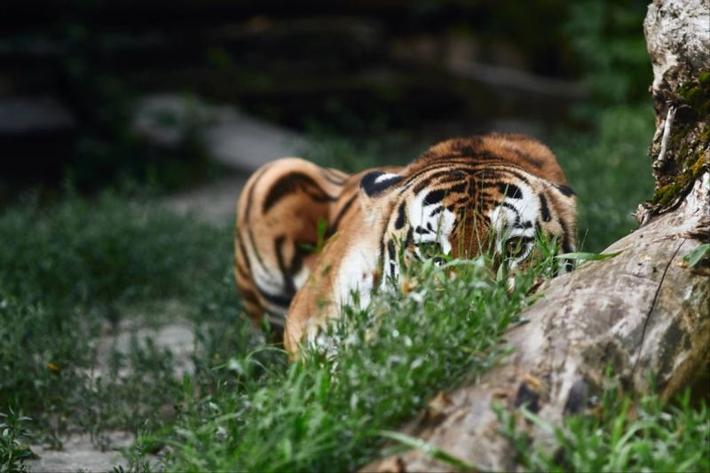 986属虎本命年注意什么 2022年属虎禁忌颜色"