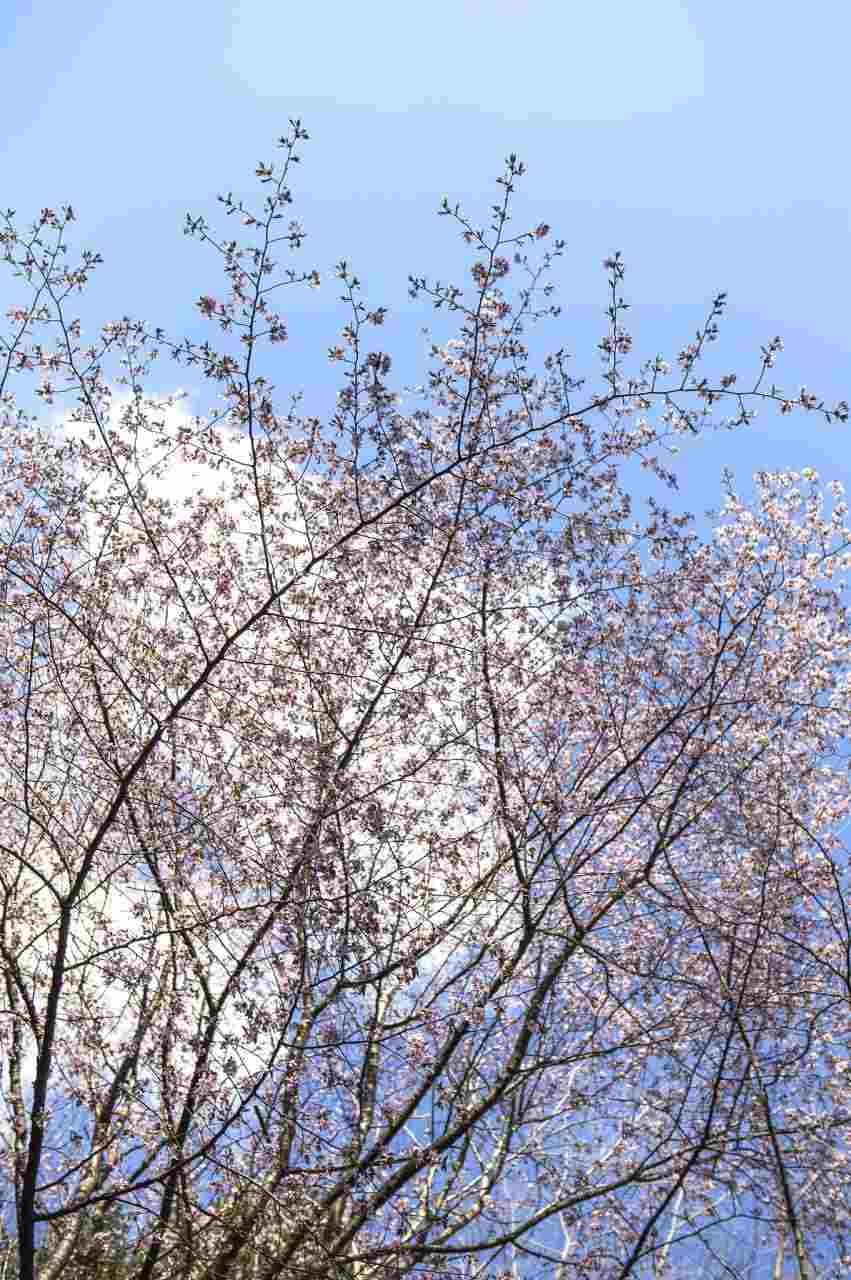 022年1月剖腹产选日子