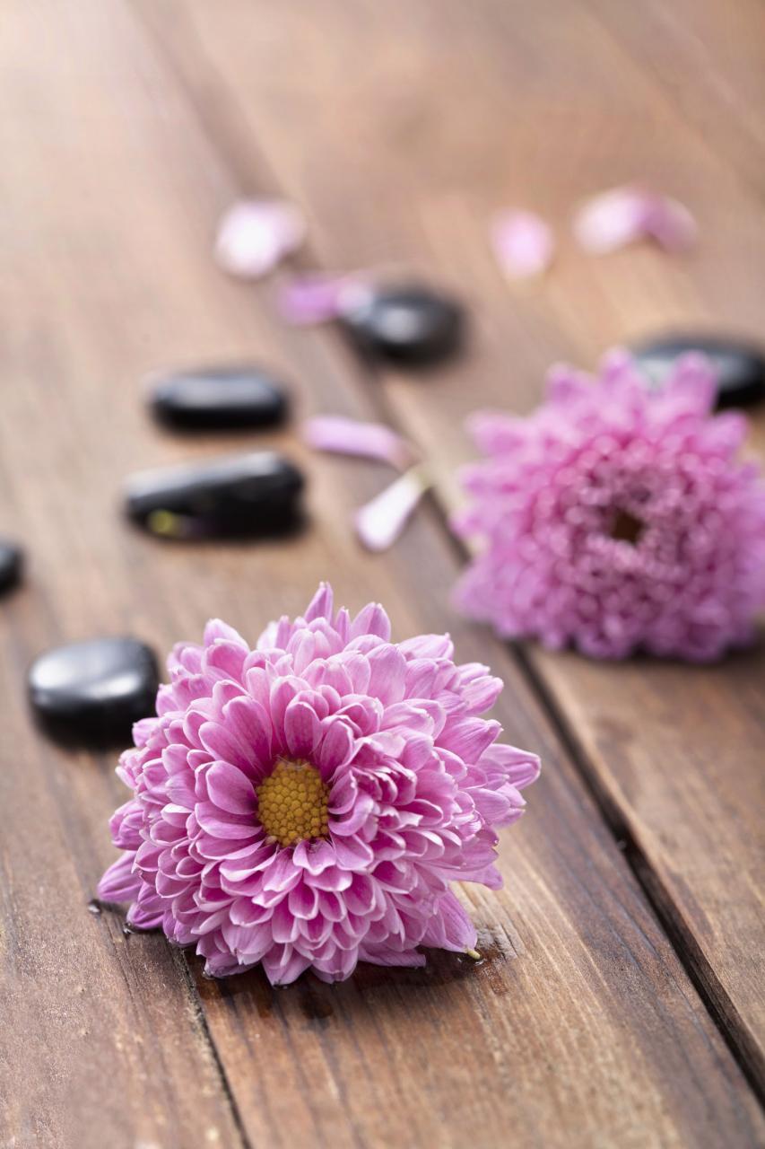 属虎和属羊的合不合婚 生肖虎和羊能否配夫妻