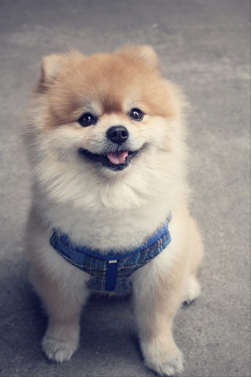 2年狗2022年必有一难