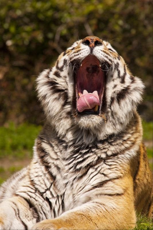 属虎的人生在几月份最好 属虎的人几月份出生的好不好