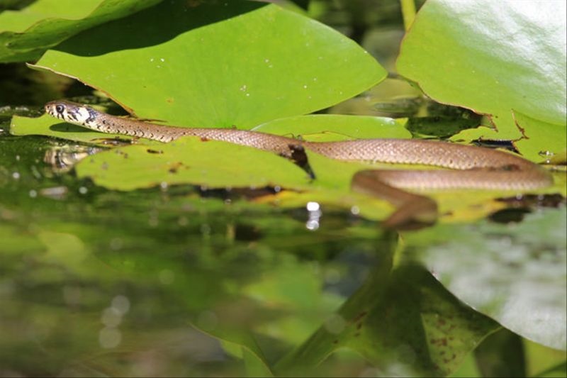 022年生肖龙的运势 生肖龙2022年必有好事"