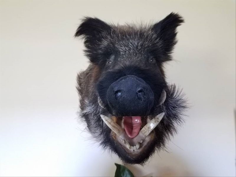 022年属鸡大爆发 2022年属鸡翻身之年"