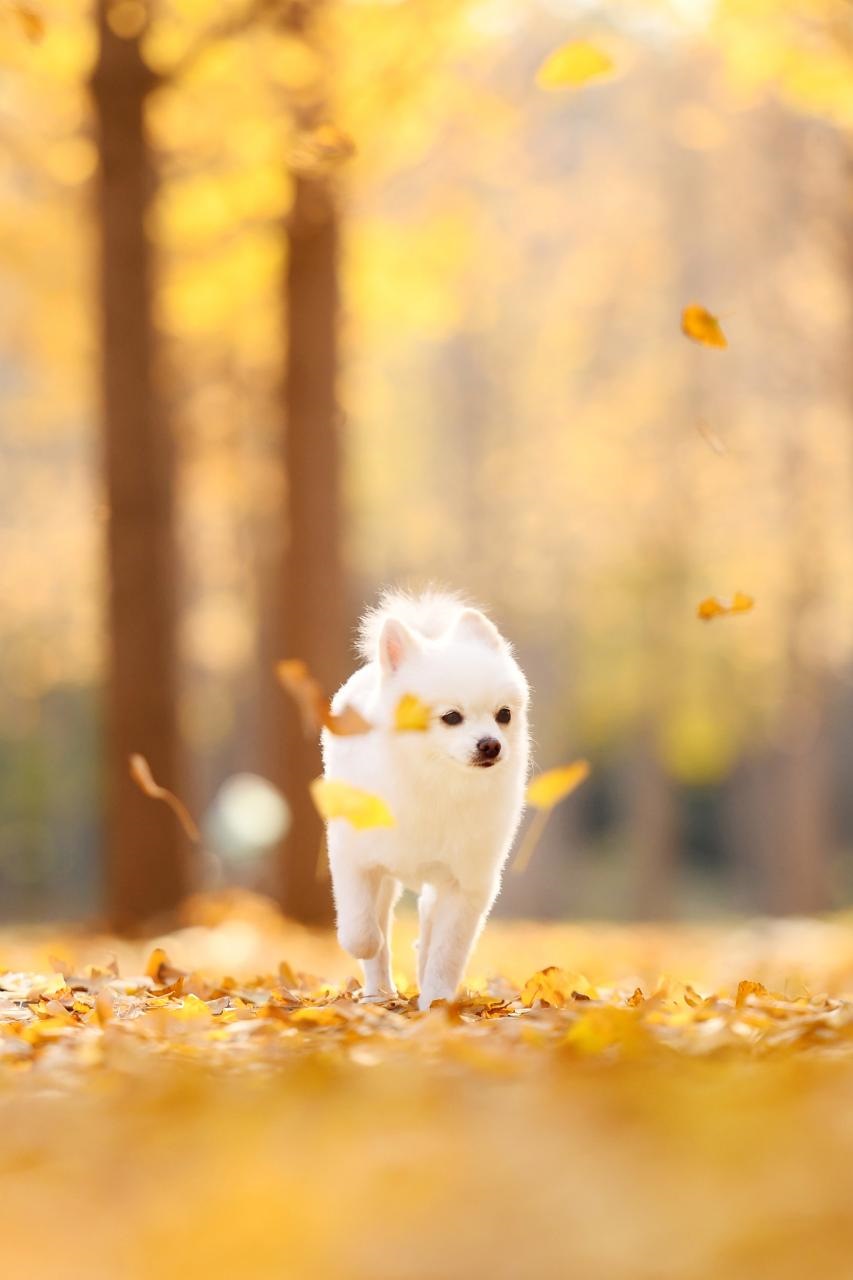 022年属鸡大爆发 2022年属鸡翻身之年"