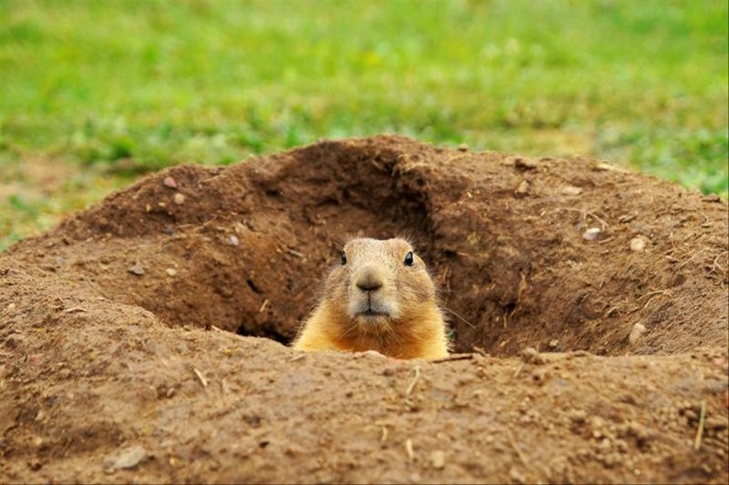 6年属鼠25岁有一灾 96年属鼠26岁有牢狱之灾"