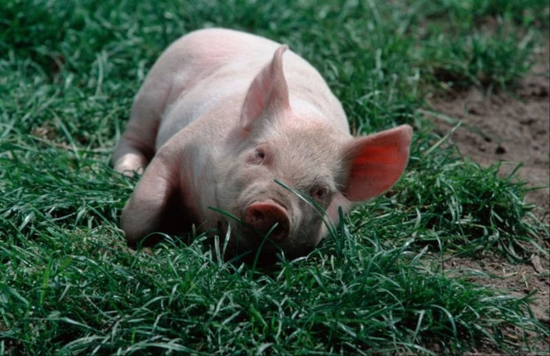 5年属猪的婚配表大全集 94年和95年属猪最佳婚配"