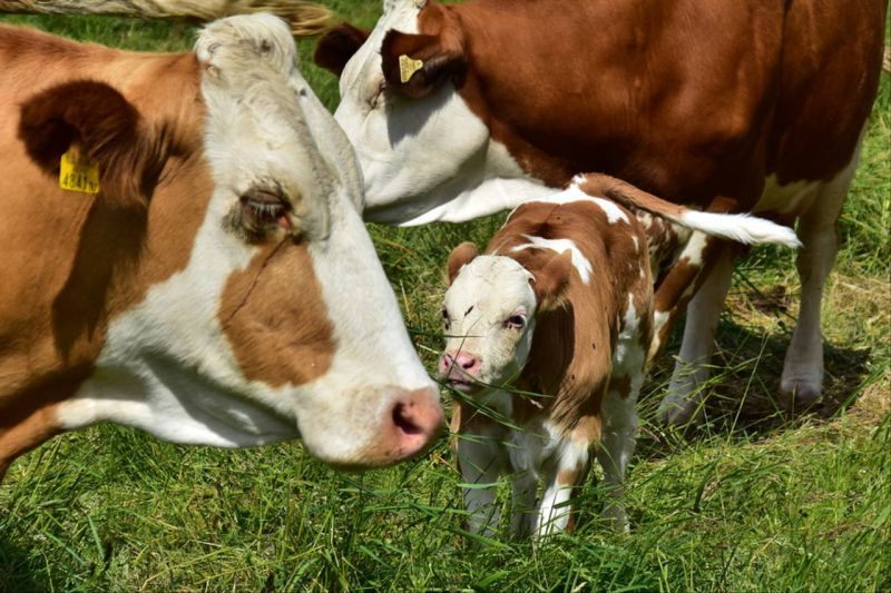 属牛的明星名星有哪些 属牛最富贵的出生时辰