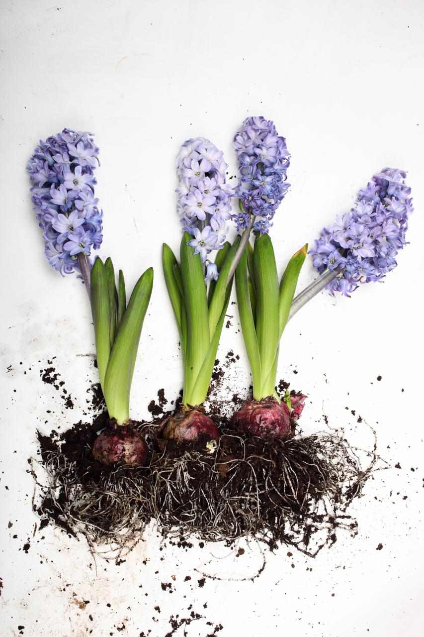 八字详解(免费版) 免费算八字看终生运程