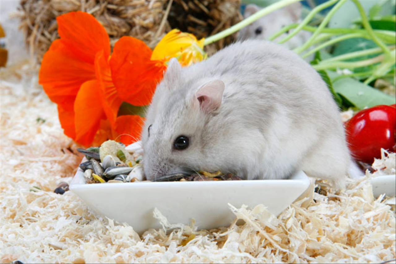 鼠的三合和六个合 属鼠最忌讳的三个生肖