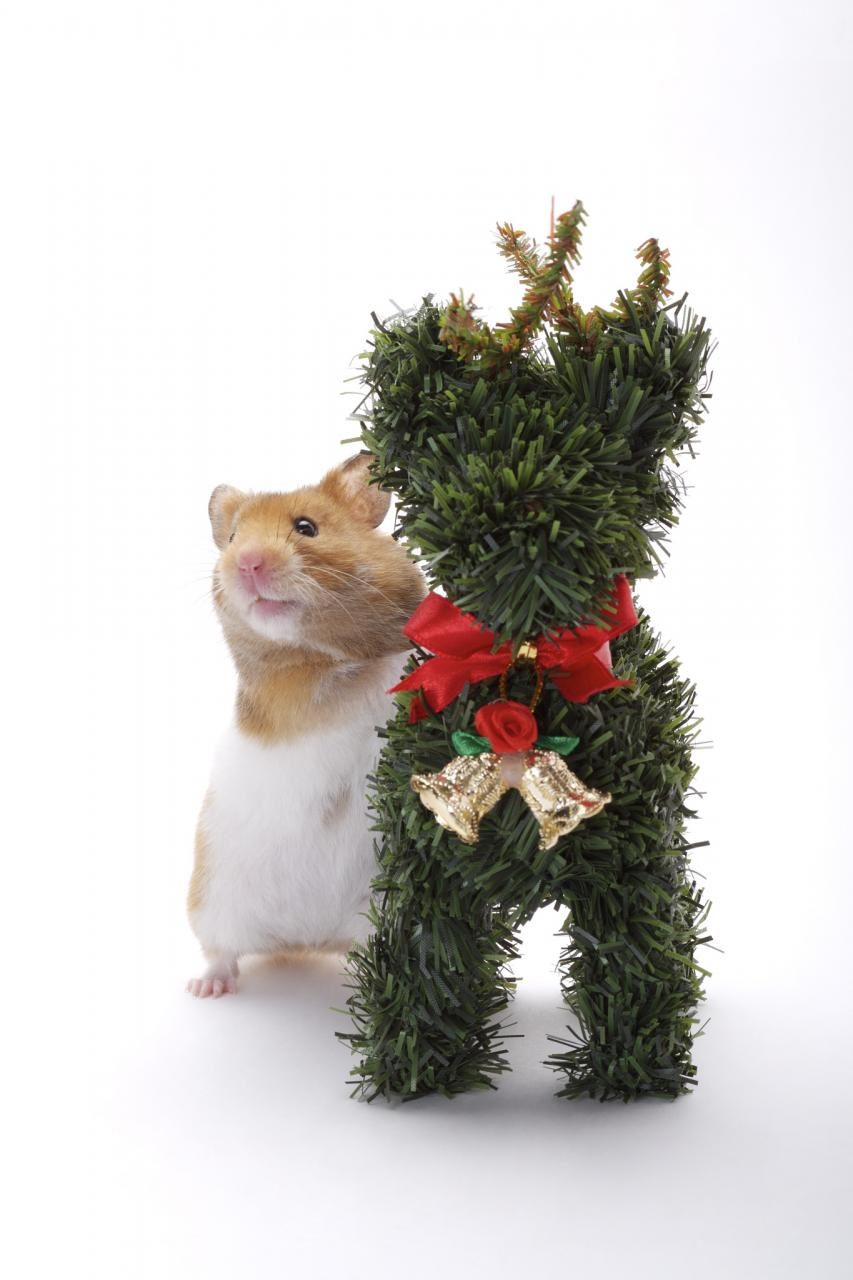 十二生肖最有福气排名 十二生肖富贵排名