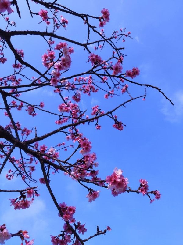 属虎和属虎相配做夫妻好不好 婚姻虎配虎好不好