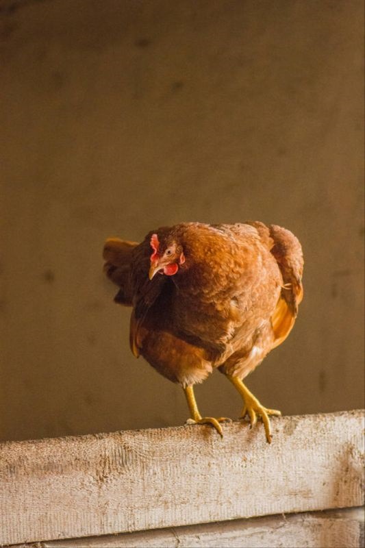 022年属狗人的全年运势详解