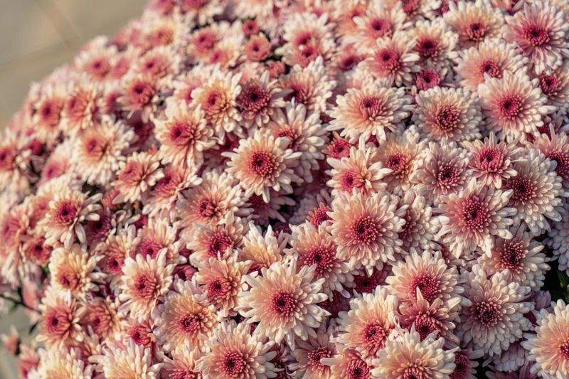 属虎本命年戴什么手链 生肖虎本命年佩戴什么