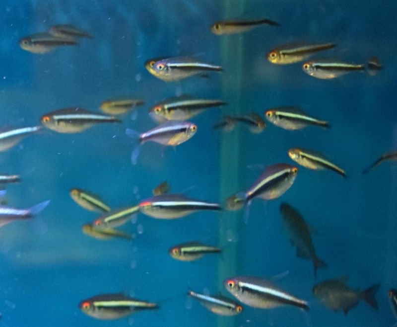 属猪的本命佛图片大全 属猪的佩戴什么本命佛