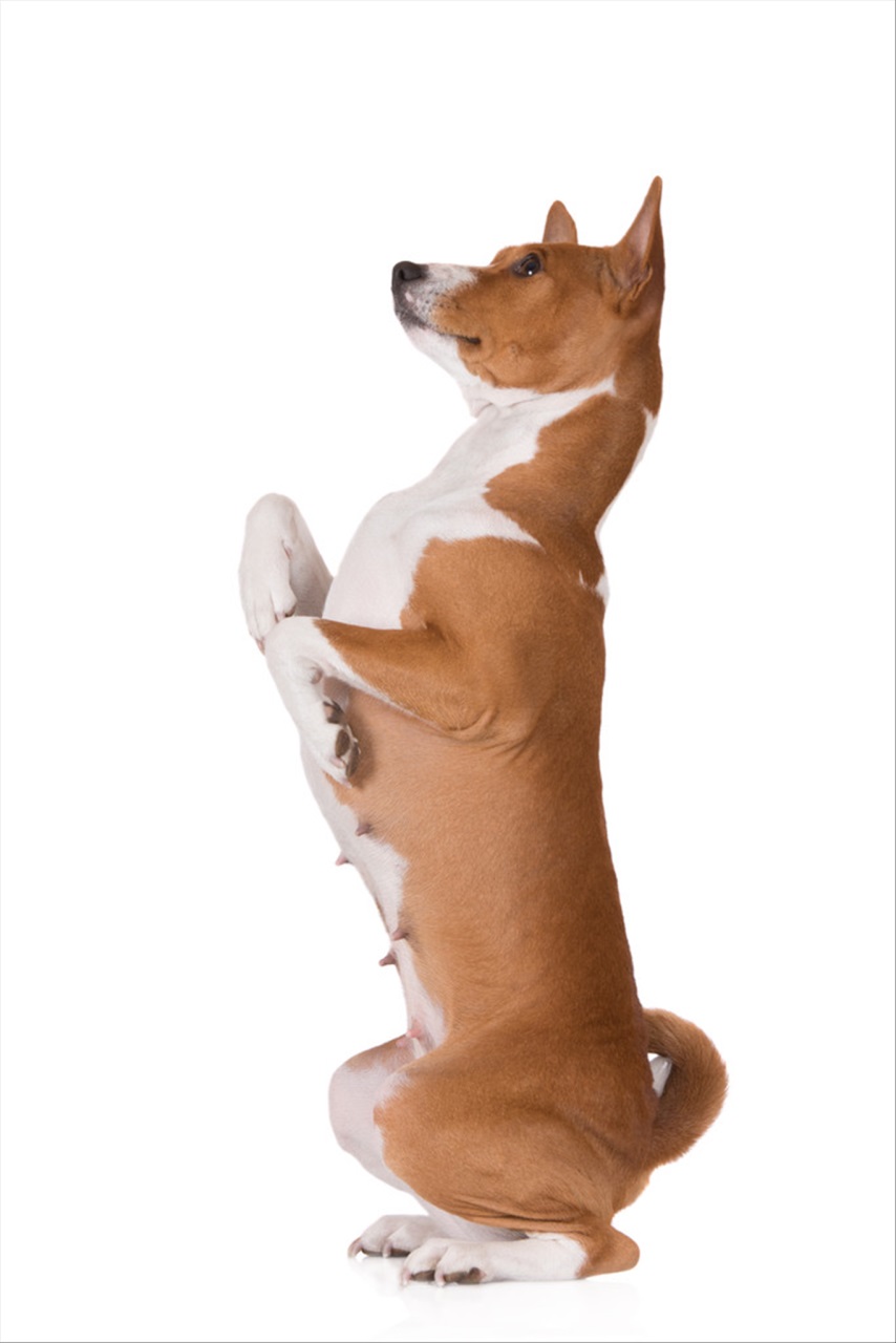 970年属狗人2022年有一灾 70年狗离婚了晚年幸福吗"