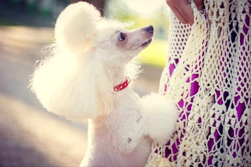 5属猪女人婚姻命运