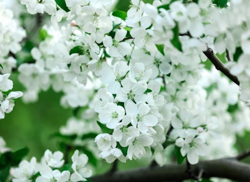 属虎几点生的孩子命最好 属虎出生什么时辰最好