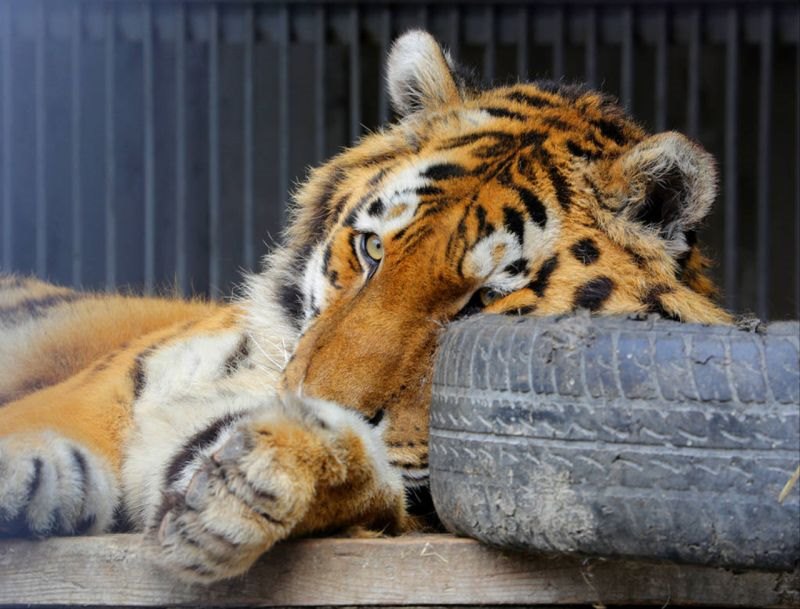 生肖虎的运势详解 2022年属虎运程