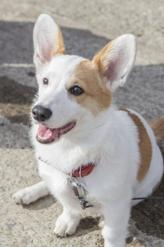 5属猪女人婚姻命运