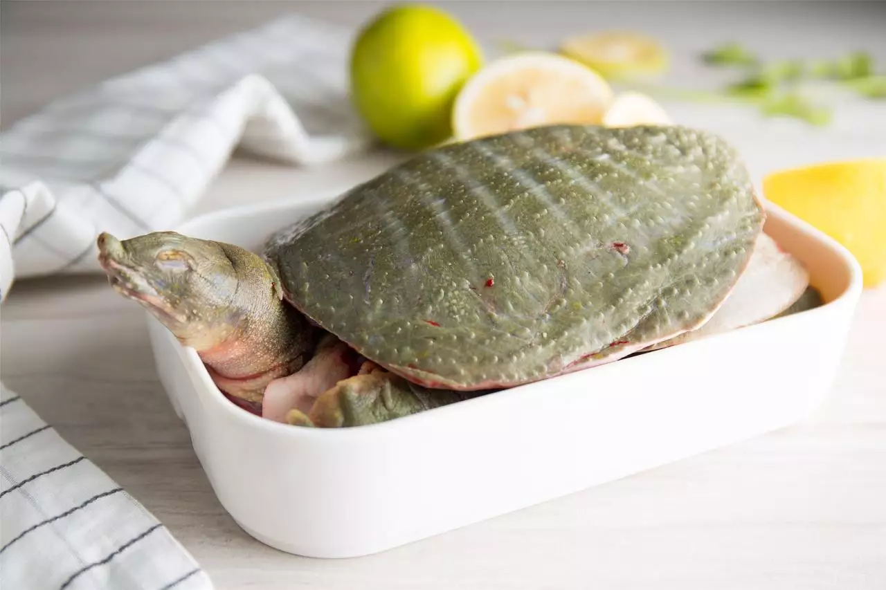 家庭养乌龟禁忌养龟穷三代 养乌龟是聚财还是破财