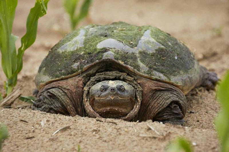 家庭养乌龟禁忌养龟穷三代 养乌龟是聚财还是破财