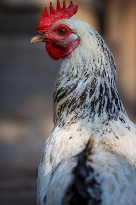 981年属鸡41岁大劫年