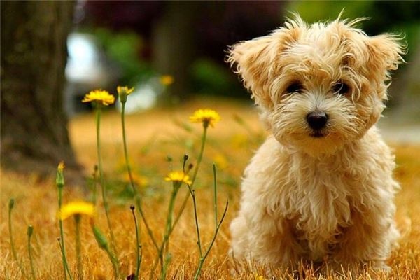 1、对主人很吉利吉祥的狗狗名字:女狗狗名字吉利好运财旺