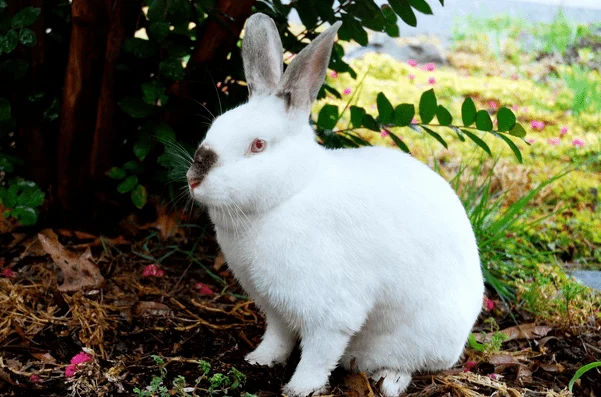 3、87年属兔34岁有三劫:87年属兔34岁有一劫