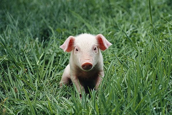 2、属猪人离不开的两个贵人是谁:属猪人一辈子的贵人是谁？