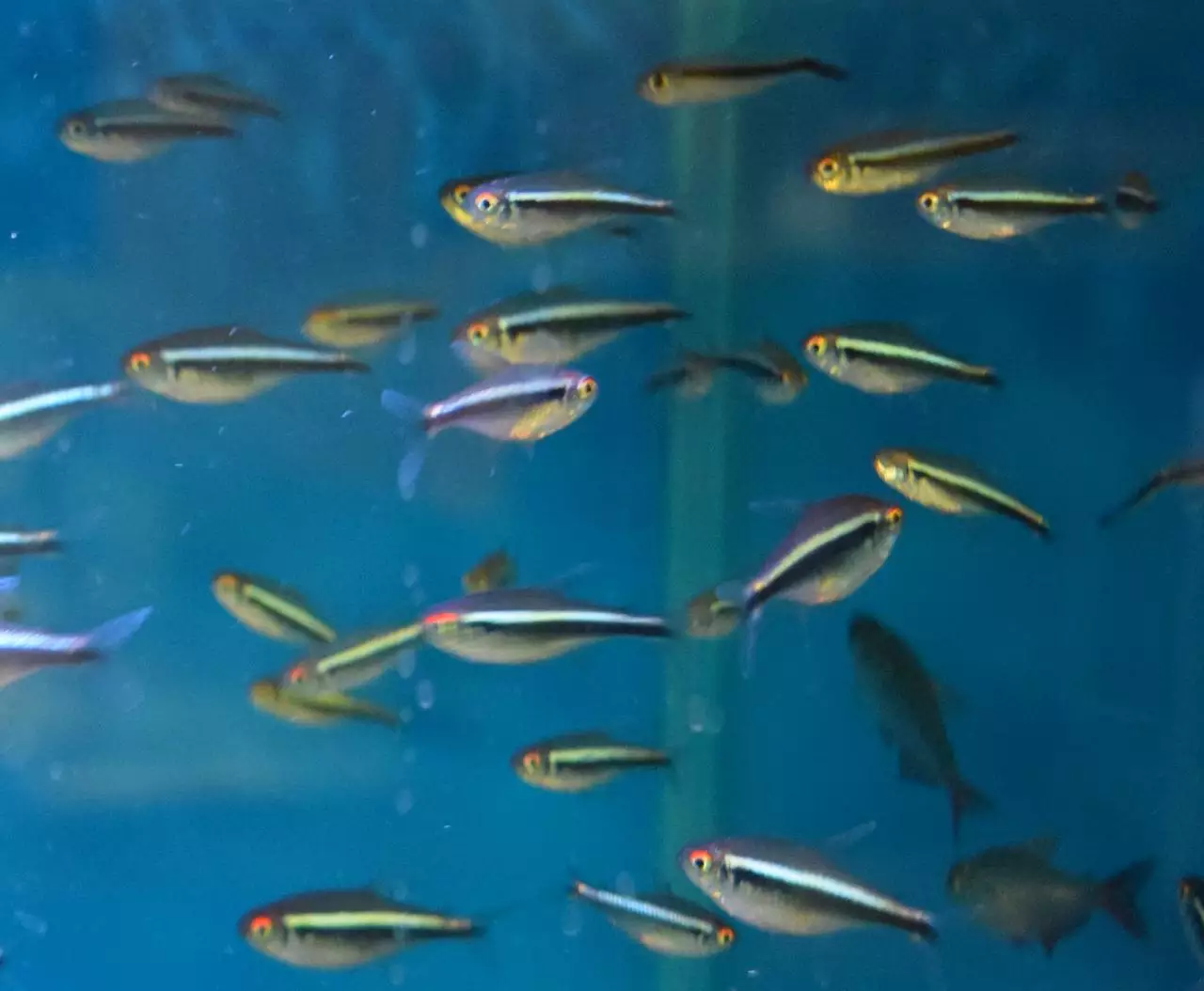 属猪的本命佛图片大全 属猪的佩戴什么本命佛