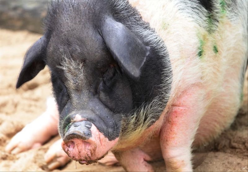 属猪的本命佛图片大全 属猪的佩戴什么本命佛