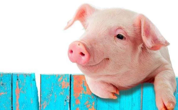 4、属猪人将迎来天塌大事:属猪人年全年运势及运程