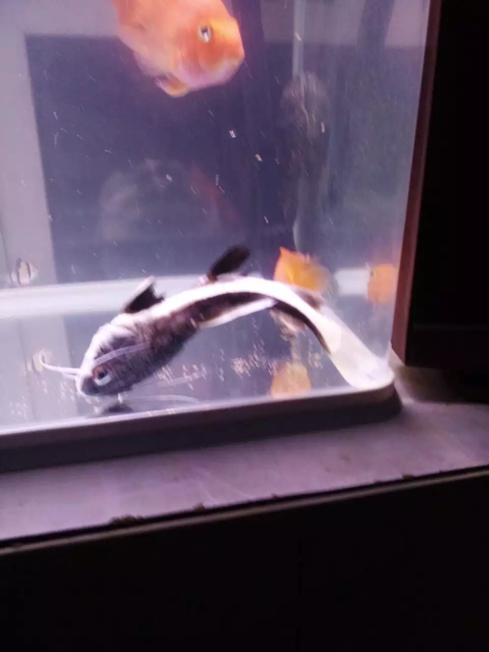 3、招财猫鱼不建议养:招财猫鱼该怎么养？请高手详细解答。