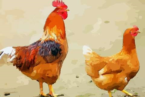 2、年属鸡41岁大劫年:年属鸡人年的命运