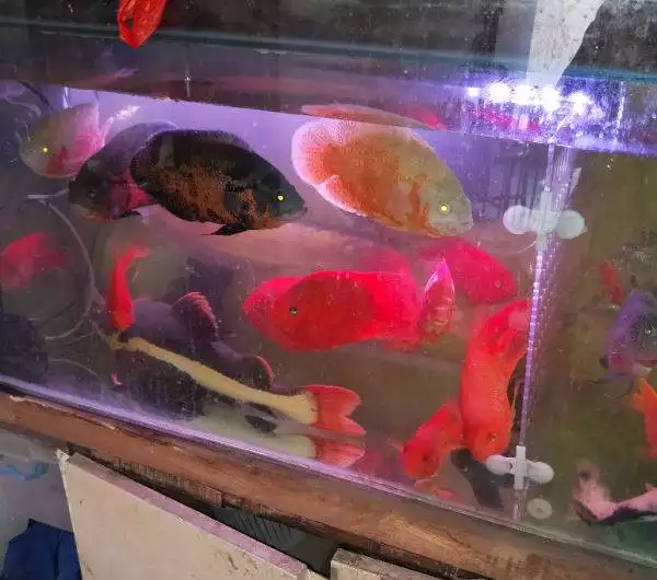 4、招财猫鱼不建议养:怎么养饲养招财猫鱼的正确方法