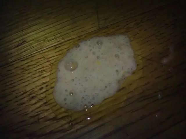 2、猫突然吐了一大堆未消化猫粮:猫吐完没消化的猫粮之后一直在打喷嚏