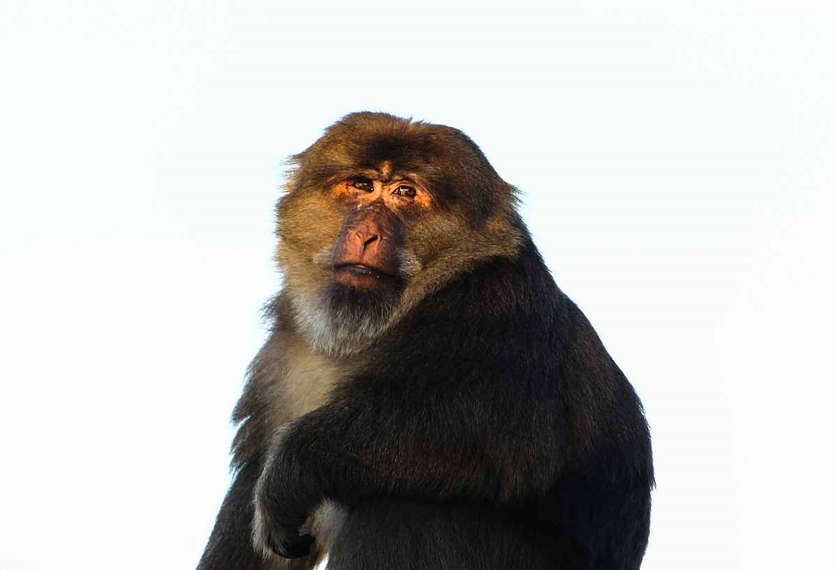 1、年猴女一辈子命运:女属猴92年腊月二十四生日一辈子命运