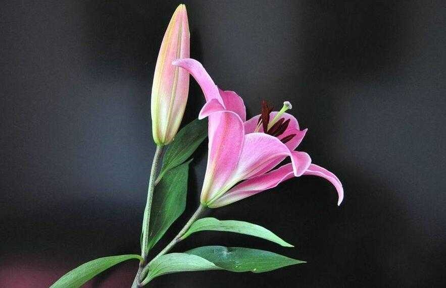 2、百合是怎么进行的具体:百合之间是如何进行需求