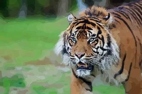 3、虎年生女孩多还是男孩多:年虎宝宝男孩多还是女孩多