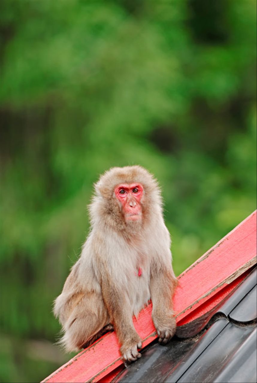 男属猴的属相婚配表 男猴跟女马属相合不合