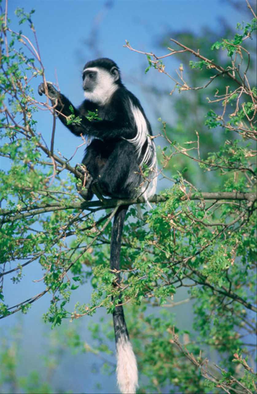 0年属猴41岁以后的一生命运