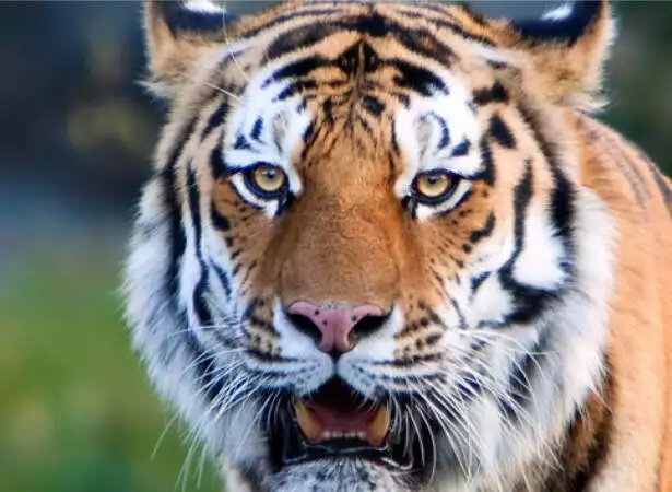 4、年属虎土命缺什么:属虎城墙土命命里缺什么农历七月初三早晨6点半生?