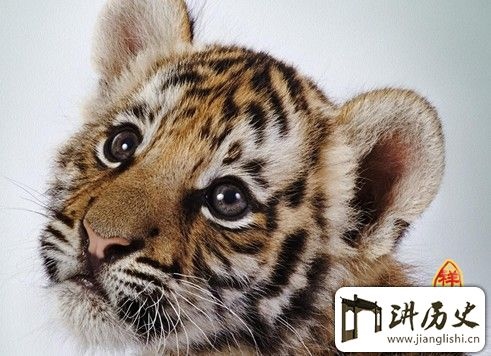 2、98年属虎24岁桃花劫:98年属虎24岁有一灾