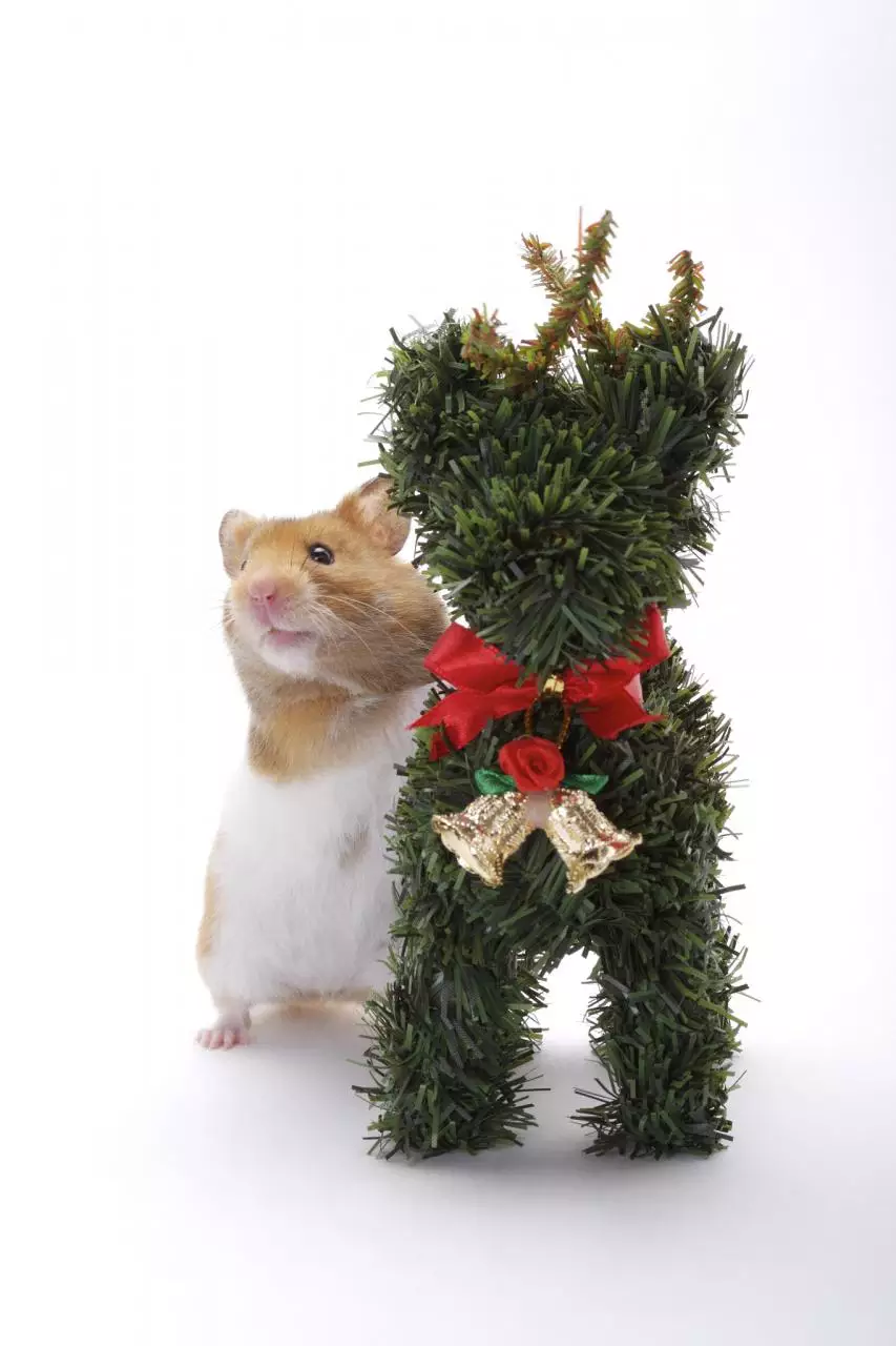 972属鼠2022年全年运程