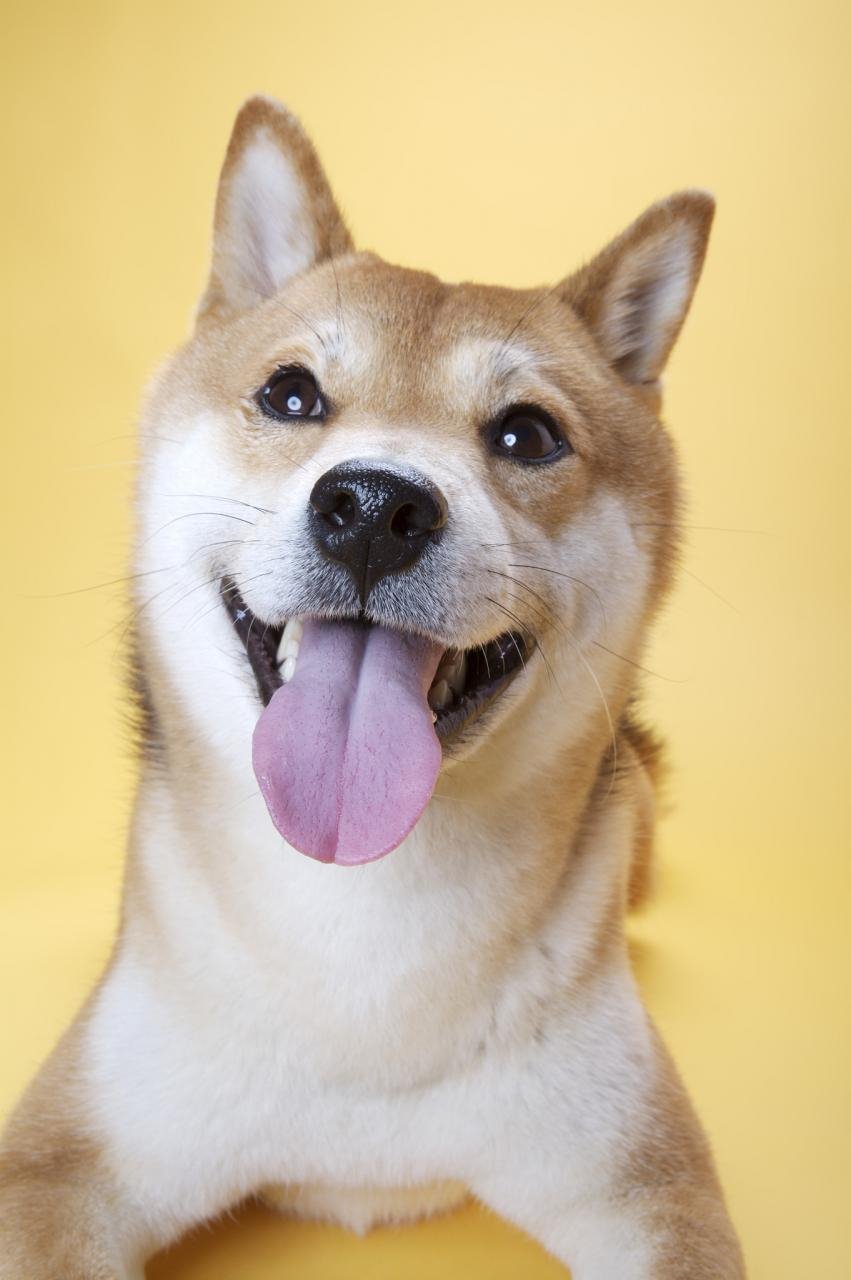 970年属狗运势及运程